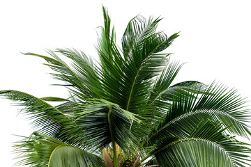 leaves of coconut tree isolated on white background, clipping path included.