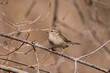 © Katie - Side view of female house sparrow perching on branch