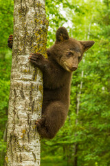 Wall Mural - USA, Minnesota, Pine County. Black bear cub climbing tree.