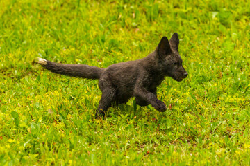 Poster - USA, Minnesota, Pine County. Red fox pup running.