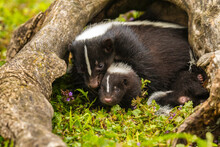 USA, Minnesota, Pine County. Striped Skunk Mother With Kit.
