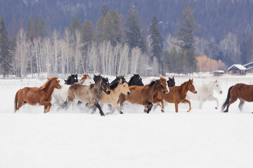 Sticker - Rodeo horses running during winter roundup, Kalispell, Montana.