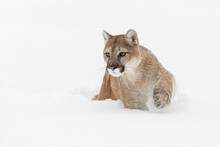 Cougar Or Mountain Lion In Deep Winter Snow.