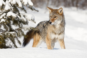  Coyote in deep winter snow, Montana.