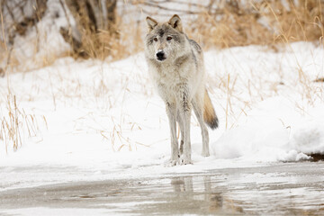 Sticker - Tundra wolf in winter, Montana.