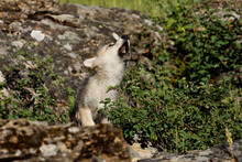 Wolf Pup Howling.
