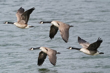 Canada Geese On Thawing Pond And Flying Over Lake In Early Spring In Overcast Day And High Winds