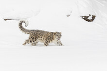 Snow Leopard, Montana.