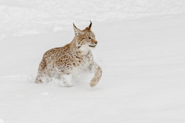 Sticker - Siberian lynx in winter.