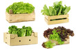 Fresh salad vegetables in a wooden crate on a white background