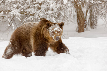 Sticker - Grizzly bear in deep winter snow.