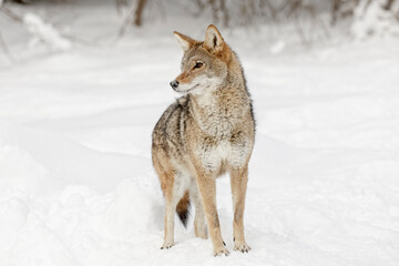 Sticker - Coyote in deep winter snow, Montana.