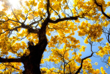 Yellow Ipe Tree From Brazil.