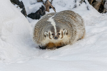 Sticker - American Badger, Montana.