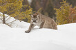 Mountain lion in winter snow, Montana.