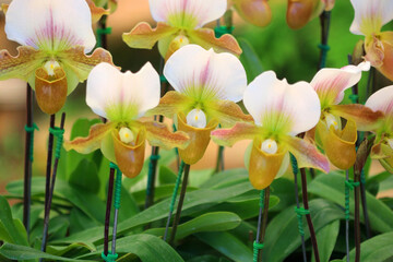 Wall Mural - orchid flower with nature background