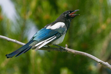 Wall Mural - Bozeman, Montana, USA. Black-billed magpie vocalizing.