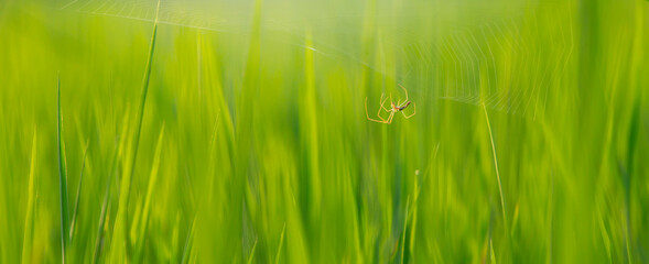 green grass with spider net