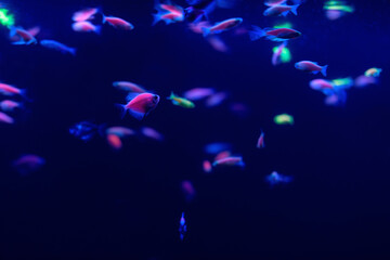 Wall Mural - Neon glow fish color freshwater aquarium. Underwater in the neon light. The screen is dark aquarium. Blurry background. Selective Focus.