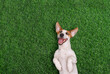 © ulkas - Crazy smiling dog, lying on green grass.