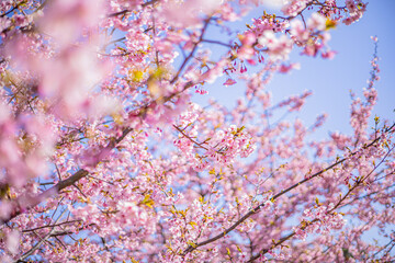  桜 Sakura cherry blossoms in Tokyo, Japan