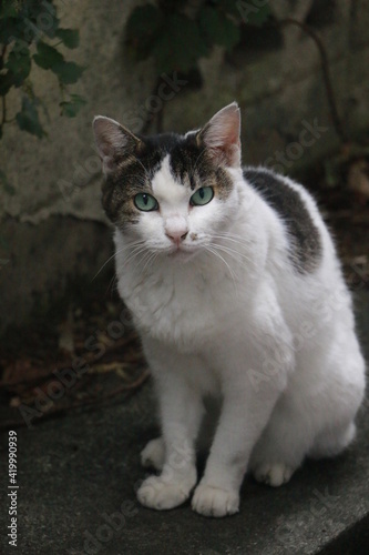 子猫 動物 子猫 お気に入りの かわいい 猫科の 家庭の 目 子猫 白 ポートレート 毛皮 自然 若い お気に入りの 哺乳動物 赤ちゃん 愛らしい タビー 小さい 見る セッション 緑 動物 Stock Photo Adobe Stock