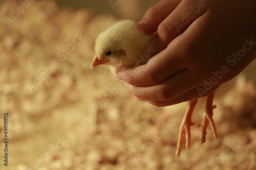 ニワトリ 鳥 ひよこ 赤ちゃん 動物 黄色 かわいい 若い リトル 小さい ファーム イースター 孤立した カモ 子ガモ 家禽 ふわふわした 手 白 くちばし 新生児 羽 1 人生 愛らしい Stock Photo Adobe Stock