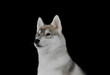 Portrait of a cute beautiful puppy breed Siberian husky on a dark background 
Funny little thoroughbred dogs 