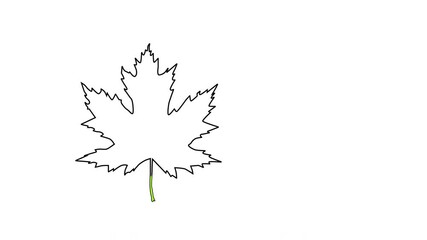 Wall Mural - Self drawing animation of green maple leaf outline. Copy space. White background. Alpha channel.