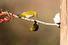 Two Oriental White Eyes Fighting For A Better Position To Eat Fruits In The Bushy Jungles On The Outskirts Of Bangalore