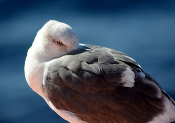 close up of a seagull