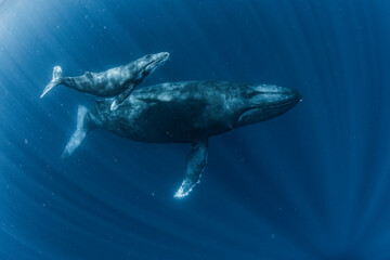 Wall Mural - Humpback Whale