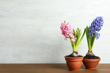 Wall Mural - Beautiful hyacinth flowers in pots on wooden table. Space for text