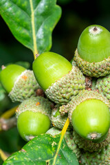 Wall Mural - acorns growing on an oak tree branch showing fresh green growth, stock photo image