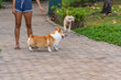 © Quang - Little Welsh Corgi dog walking at the park with his owner