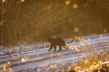 Brown bear on the road in the forest between winter and autumn season