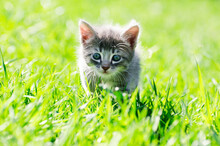 Curious Gray Kitten Walking On Green Grass
