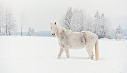  White horse standing on snow field, side view, blurred trees in background