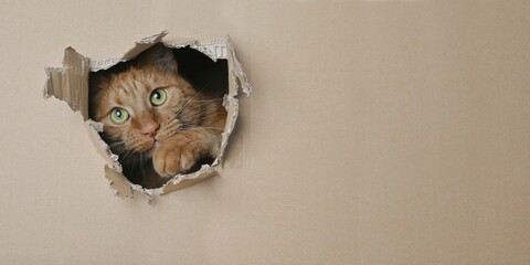 Wall Mural - Funny ginger cat looking curious out of a hole in a cardboard box. Panoramic image with copy space.	