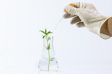 Graftage of micro plants in laboratory of biotechnology for in vitro cultivating in test tube.