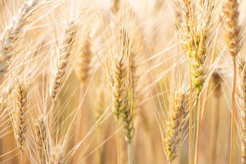 Wheat field. Ears of golden wheat close up