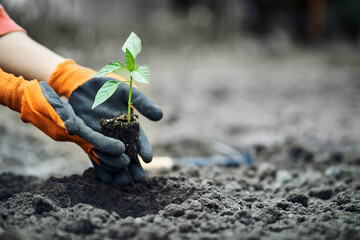 hand holding young plant on blur green nature. concept eco earth day