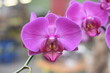 Schmetterlins-Orchidee