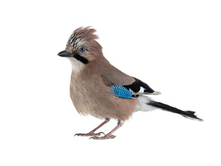 Sticker - beautiful jay isolated on white background