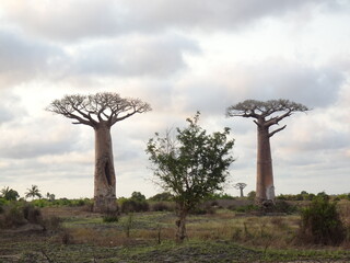 two large baobab trees in the wilderness (morondava, madagascar)