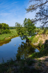 scenic summer river view in forest with green foliage tree leaf and low water