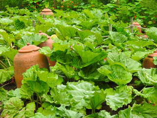 Vegetable plantation with large leaves and clay jugs