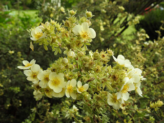 Wall Mural - Tiny white flowers growing densely in petals