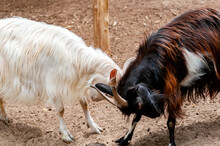 Buck Goats Fighting