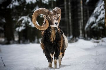 mouflon, ovis orientalis musimon, in snowy landscape